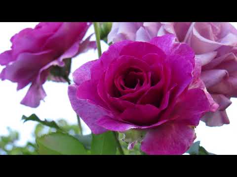 Melody Parfumée™ Grandiflora Rose Bush