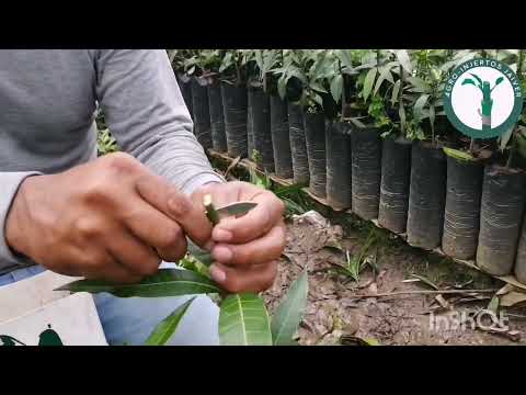 How to graft a mango tree easily and quickly