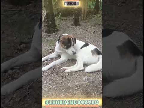 El arte de cazar moscas, el Sr Miyagi un poroto. #casagrande #perros #cordoba #humor