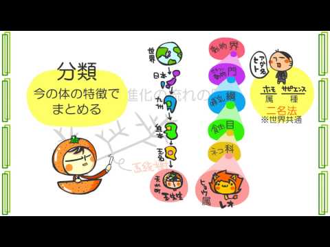 ワムシ (系統分類)について詳しく解説