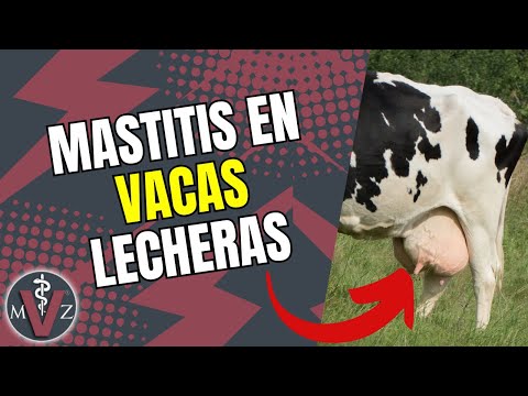 , title : 'Mastitis en Vacas Lecheras'