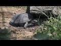 Krátky dokument o korytnačke močiarnej 