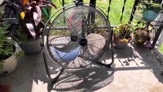 Masterforce 20” Orbital Floor Fan