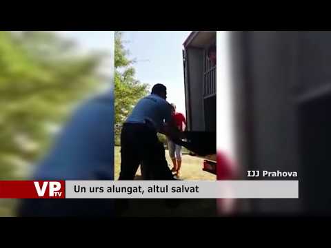 Un urs alungat, altul salvat