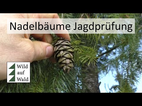 🦌Jagdprüfung WICHTIG: Nadelbäume als Jäger erkennen. #wildaufwald