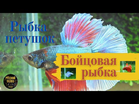 Рыбка петушок - бойцовая рыбка