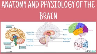 Anatomy and Physiology of the Human Brain | Parts, Functions and Clinical correlations Explained