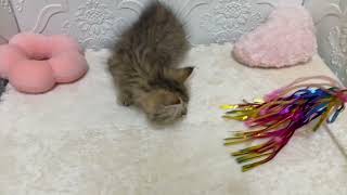 ペルシャの動画01