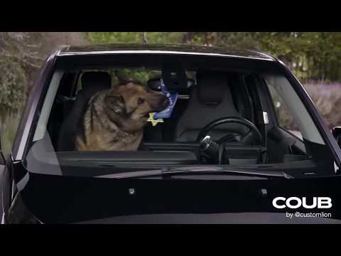 adolf the nazi dog assistant eats star of david