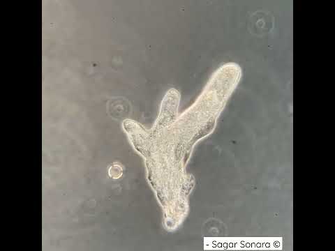 Here is an Amoeba moving in Timelapse under the #microscope. #microbe #pondlife #science #protozoa