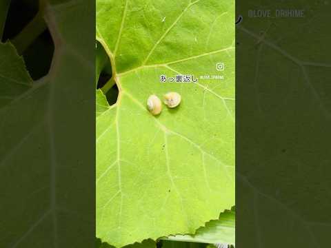 カタツムリのクローバー 植物