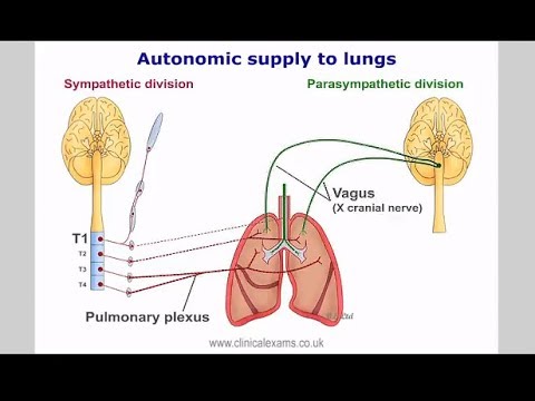 Anatomy review for  Respiratory System Examination