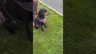 Video preview image #1 Border Collie-Catahoula Leopard Dog Mix Puppy For Sale in Oakhurst, NJ, USA