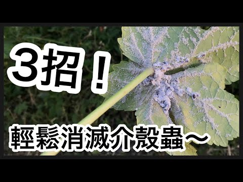 羅漢松介殼蟲