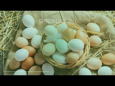 Egg-Pol Skup i Sprzedaż Jaj Adam Muszyński - video