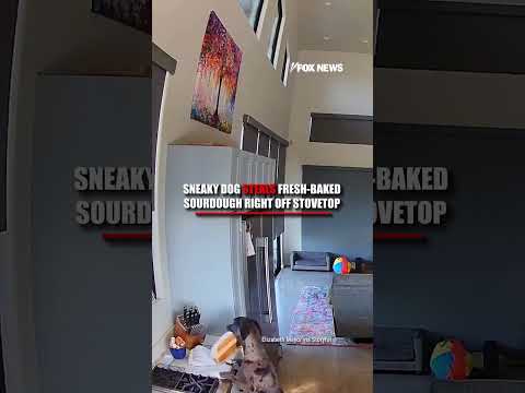 CAUGHT!: Dog steals fresh bread right off stove #shorts #fox #media #dog