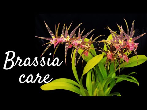 , title : 'How to grow and care for Brassia orchids and its hybrids | Basic requirements for blooms and growth'