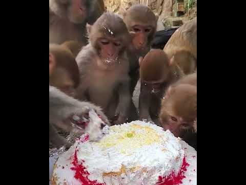 #ASMRMongkey #CuteDanjoomonkey  #Monkeyeating #FunnyMonkey #DanceMonkey / #monkey  Ept244  #shorts