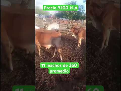 Ubicado en nueva granada magdalena