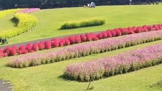 秋のあづみの公園 丘の上からコキアや段々畑を見るだけの30秒