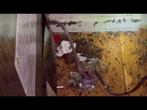 A Bunch of Cockroaches Found Behind Fridge...