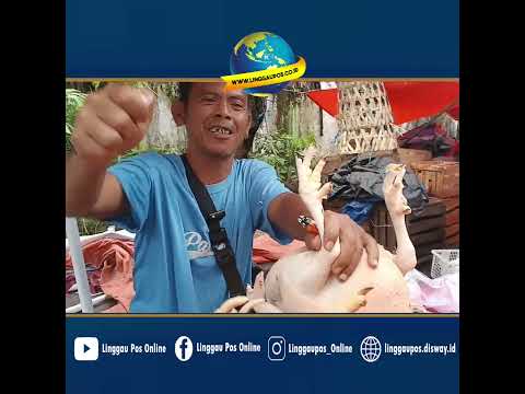 Stok Banyak, Harga Ayam Murah di Lubuk Linggau
