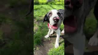 Video preview image #1 Mutt Puppy For Sale in Wakefield, RI, USA