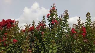 preview picture of video 'Lagerstroemia indica red flowering....'