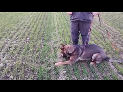 Ferry z Jukasu - tracking training - 11 months