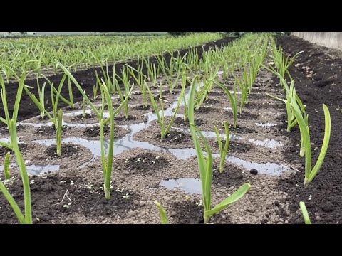 果樹の根元に肥料を与える時期は？品種ごとにどのような肥料を与えればよいですか？  庭園