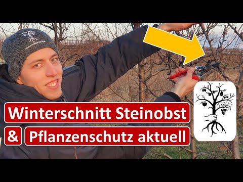 Obstgarten im Februar - Winterschnitt bei Zwetschke, Nektarine, Pfirsich, Kräuselkrankheit bekämpfen
