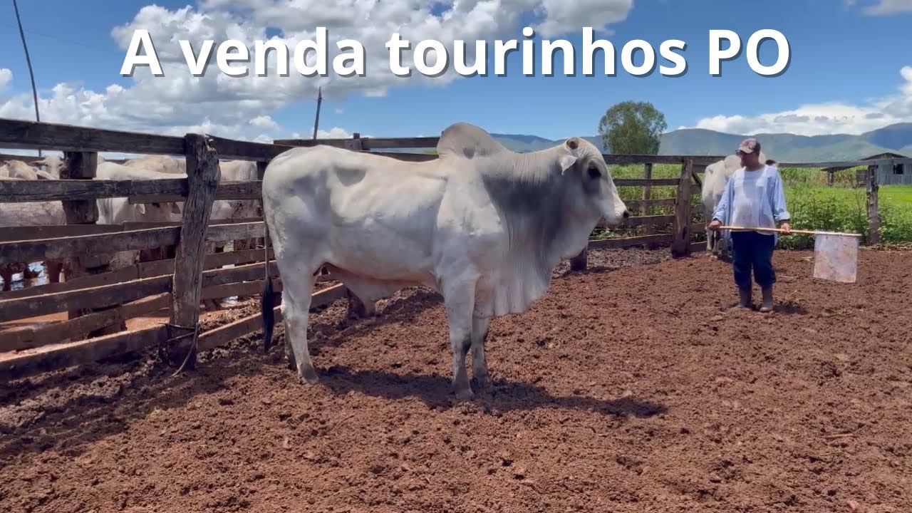A venda tourinhos PO NÚMERO NOVO!!! (61) 99056041