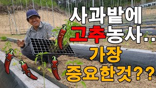 사과밭에 고추농사? 고추 심는방법 고추모종이 제일 중요하다?