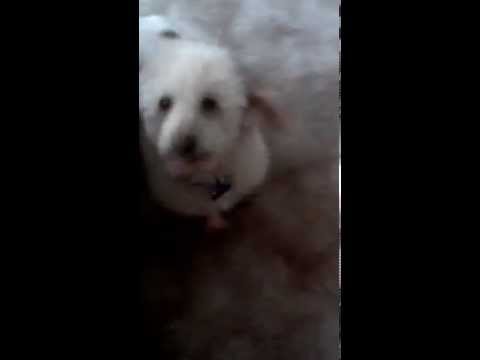 Review video 1 Review video 1