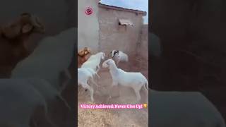 Goat Gang War: ONE Hero Goat vs. THREE Bullies! #AnimalBattle #FarmLifeFun #Unexpected 🐐⚔️🤯