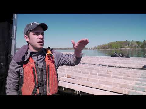 The Faces of Maine's Working Waterfront: Bangs Island Mussels