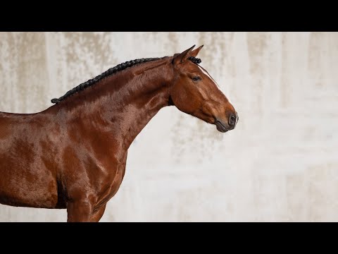 **SOLD** Promising 5YO Lusitano gelding with staggering looks (REF#814)