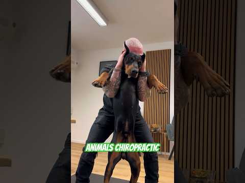 Chiropraktik bei Tieren 💚💚💚#asmr #animals #chiropractic #dogshorts #foryou #hund #dogs #hunde