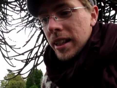 apskräcksträd araucaria världens godaste nötter