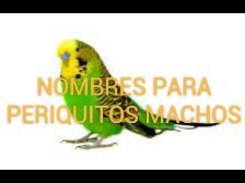 download lagu mp3 mp4 Nombres Para Pericos, download mp3 Nombres Para Pericos free download, download mp3 Nombres Para Pericos