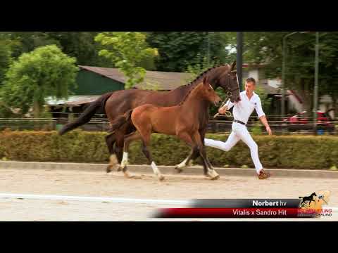 Norbert (Vitalis x Sandro Hit)