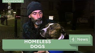 How four-legged friends help the homeless