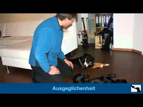 Hundeflüsterer Gettorf - Michael Köhrsen