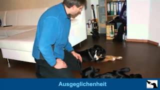preview picture of video 'Hundeflüsterer Gettorf - Michael Köhrsen'
