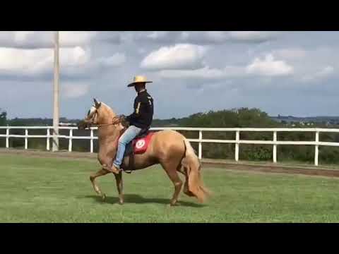 LINDO  CAVALO MANGALARGA MARCHADOR DE MARCHA BATIDA .... ( PELAGEM BAIO AMARÍLIO )