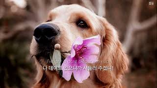 귀여운 댕댕이와 보내는 하루 : Mocca - Buddy Zeus [가사/해석/번역/한글/자막]
