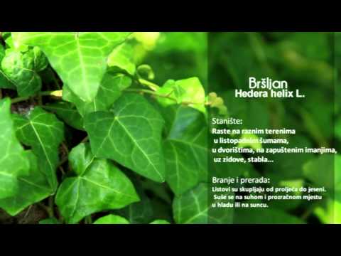 Baza bilja - Borovica, Breza, Bršljan, Čestoslavica, Čičak