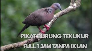 Download lagu PIKAT TEKUKUR TERBARU. FULL 1 JAM TANPA IKLAN mp3