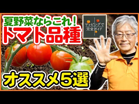 トマトの苗木を誰が食べるのでしょうか？最も一般的な4つの害虫とその対策方法  庭園