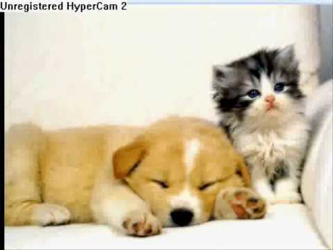 Fuzzy fuzzy cute cute whole song Parry gripp